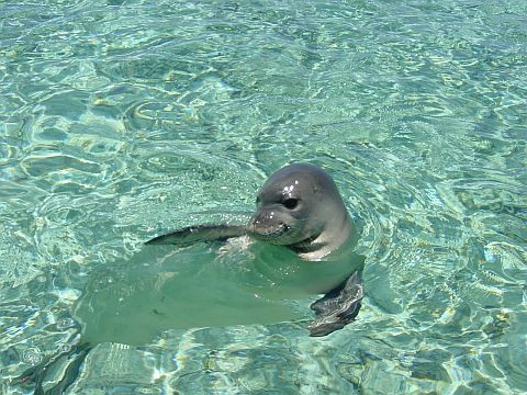 Hawaii State Fish on The Official Hawaii S State Animal Is The Monk Seal The Monk Seal Has
