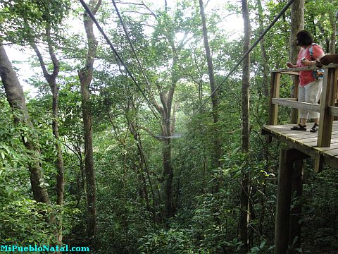 roatan canopy tour