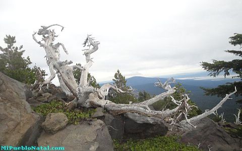Mount Mcloughlin Vegetation