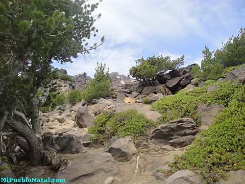Mount Mcloughlin Vegetation