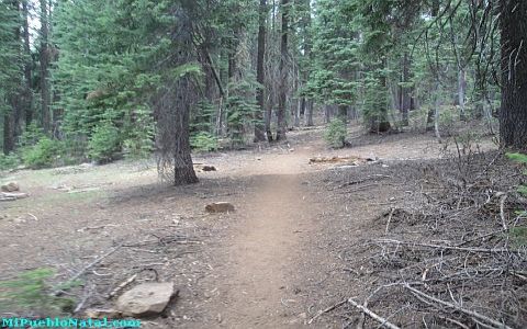 Mount Mcloughlin Vegetation