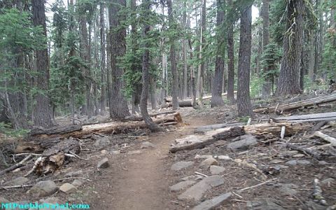 Mount Mcloughlin Vegetation