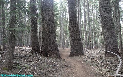 Mount Mcloughlin Vegetation