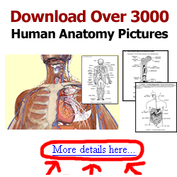 Anatomia y Fisiologia