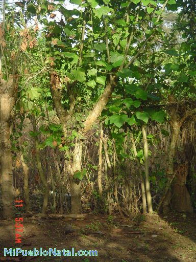 arbol de piñon