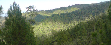 Arbol Nacional de Honduras