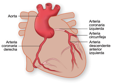 Arterias del Corazon