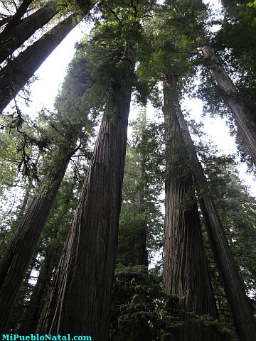 California Redwoods