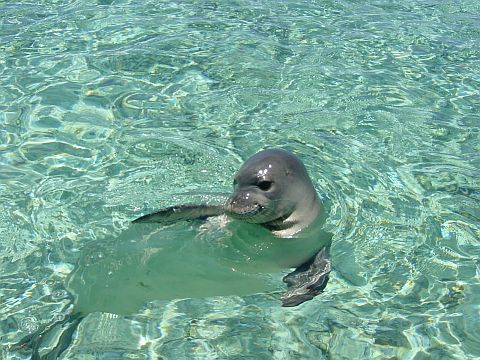 Hawaii State Animal