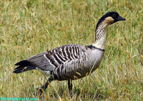 Hawaii State Bird