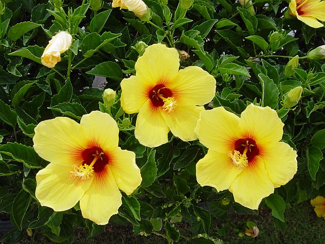 Hawaii State Flower