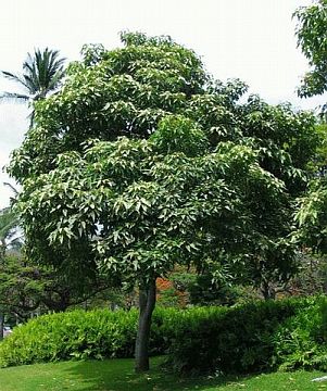 Hawaii State Tree