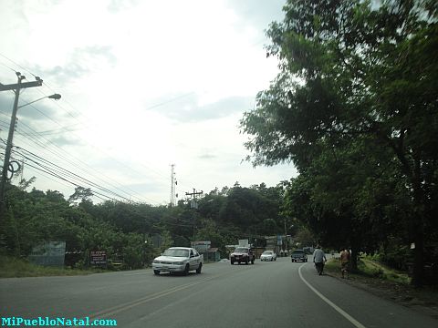 La ceiba