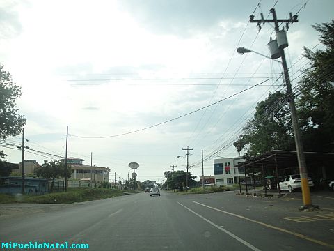 Ceiba