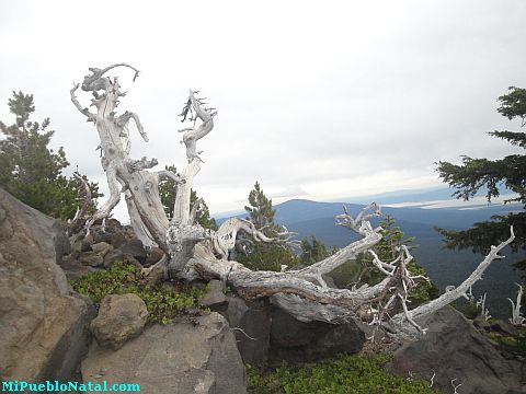 Mount Mcloughlin Vegetation