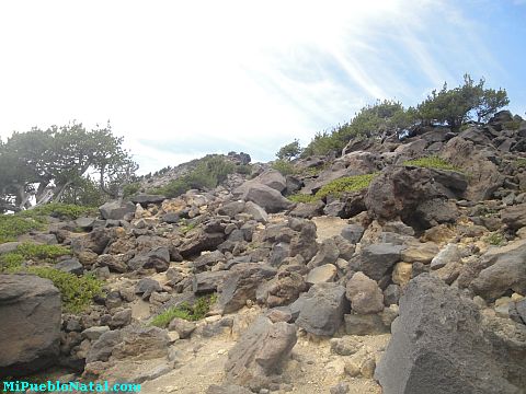 Mount Mcloughlin Vegetation