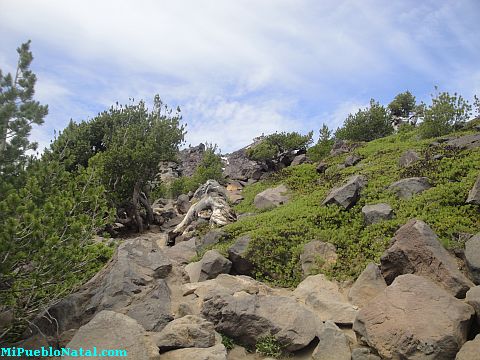 Mount Mcloughlin Vegetation