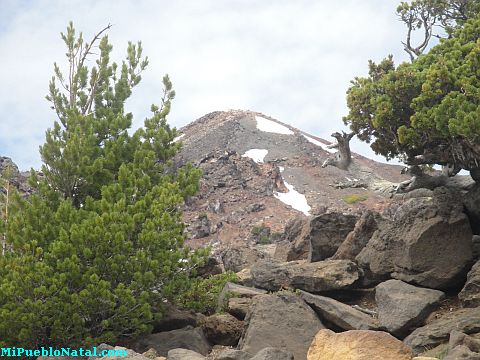 Mount Mcloughlin Vegetation