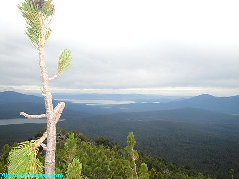 Mount Mcloughlin Vegetation