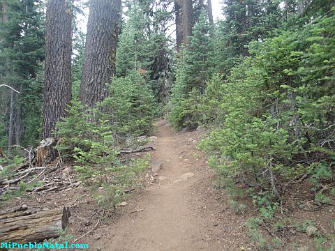 Mount Mcloughlin Vegetation