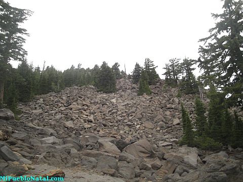 Mount Mcloughlin Vegetation