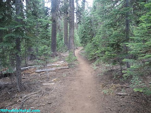 Mount Mcloughlin Vegetation