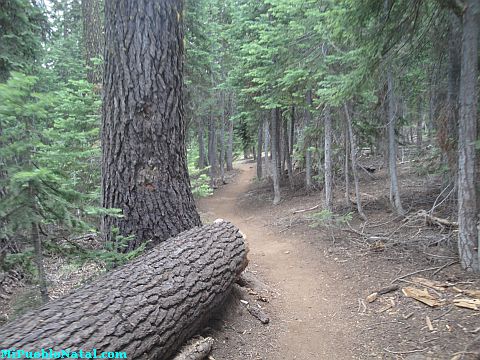 Mount Mcloughlin Vegetation