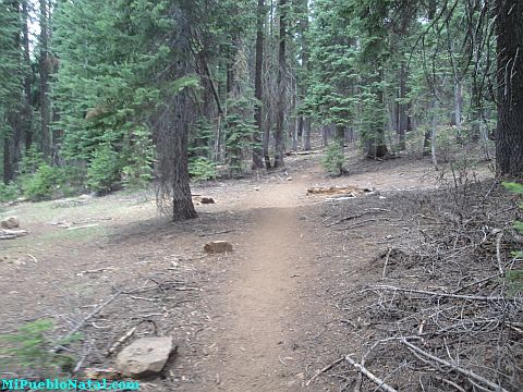 Mount Mcloughlin Vegetation