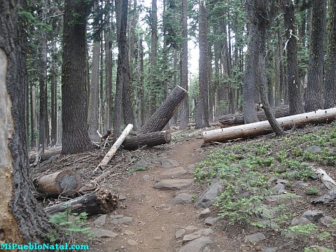 Mount Mcloughlin Vegetation