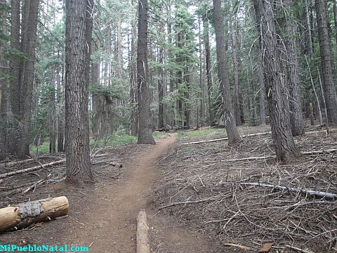 Mount Mcloughlin Trail