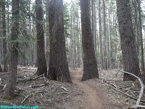 Mount Mcloughlin Vegetation