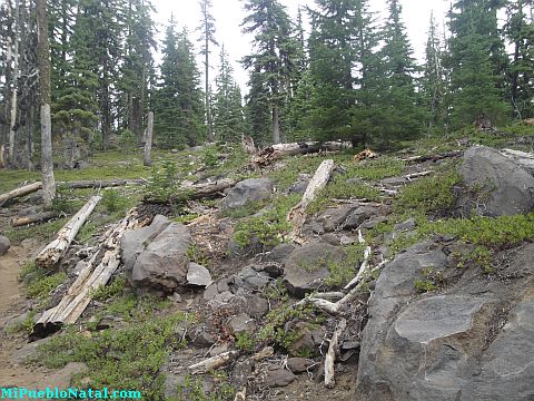 Mount Mcloughlin Vegetation