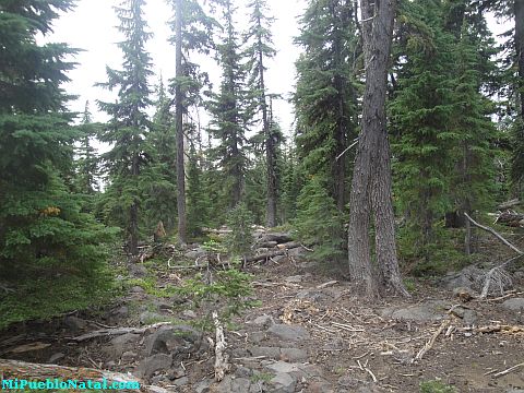 Mount Mcloughlin Vegetation