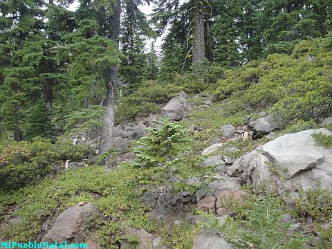 Mount Mcloughlin Vegetation