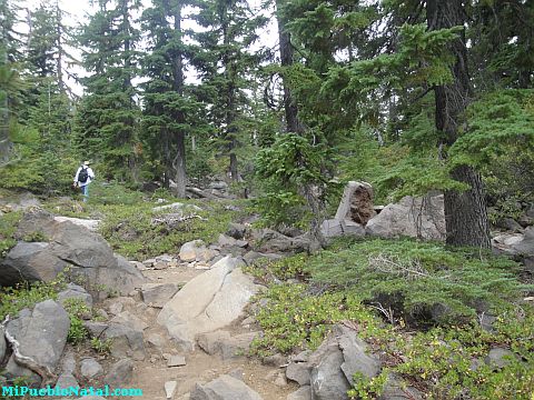 Mount Mcloughlin Vegetation