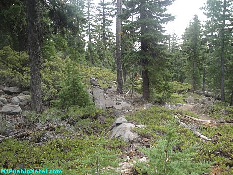 Mount Mcloughlin Vegetation