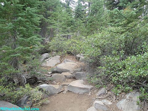 Mount Mcloughlin Vegetation