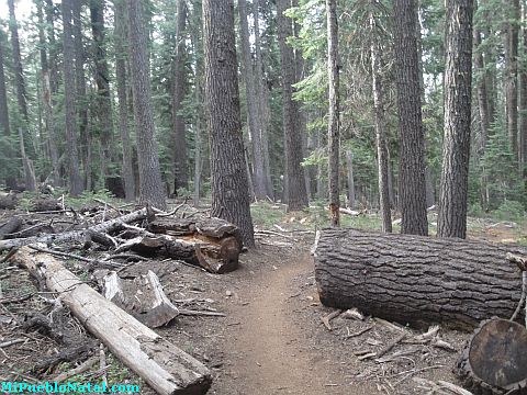 Mount Mcloughlin Vegetation