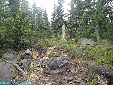 Mount Mcloughlin Vegetation