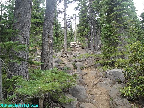 Mount Mcloughlin Vegetation