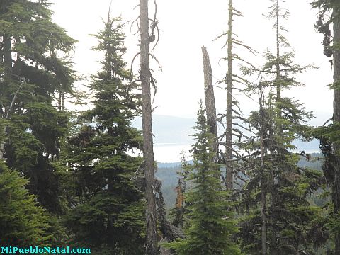 Mount Mcloughlin Vegetation