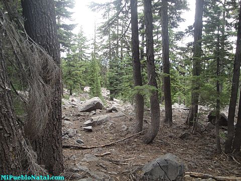 Mount Mcloughlin Vegetation