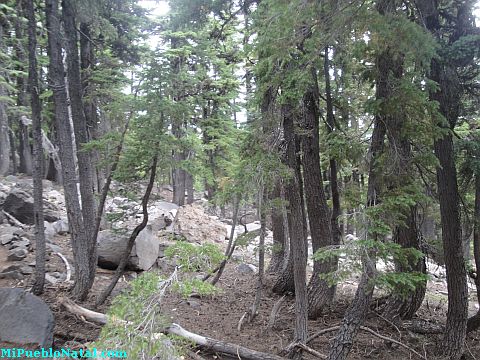 Mount Mcloughlin Vegetation