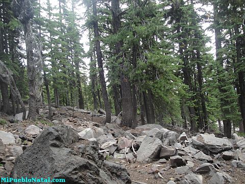 Mount Mcloughlin Vegetation