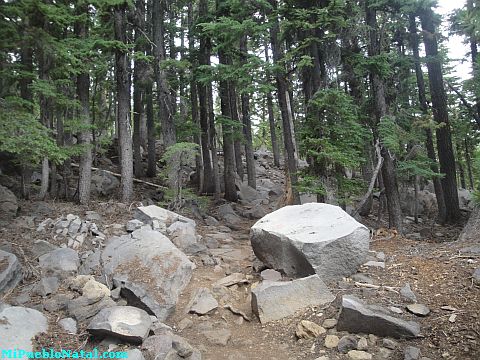 Mount Mcloughlin Vegetation