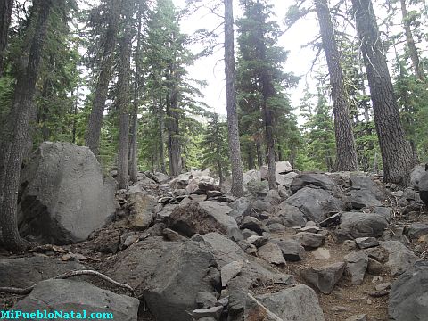 Mount Mcloughlin Vegetation