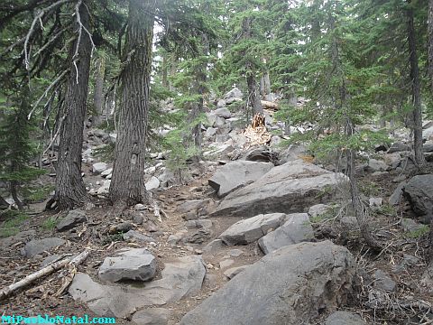 Mount Mcloughlin Vegetation