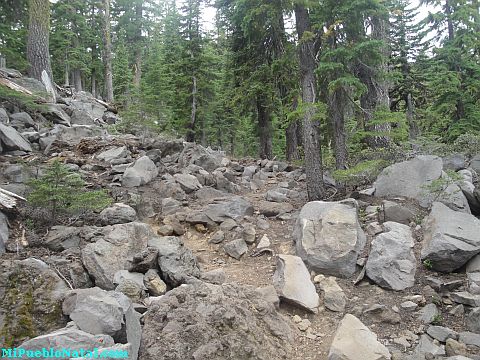 Mount Mcloughlin Vegetation