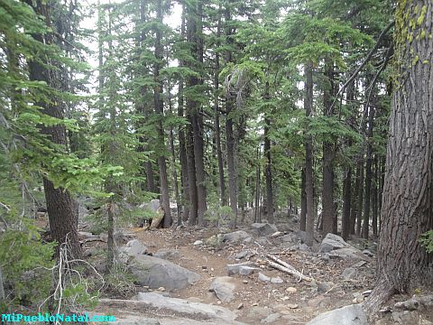 Mount Mcloughlin Vegetation