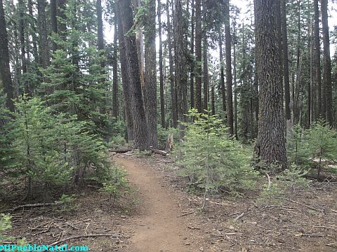 Mount Mcloughlin Vegetation